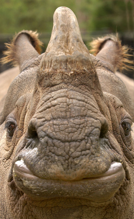 Rhinoceros Face