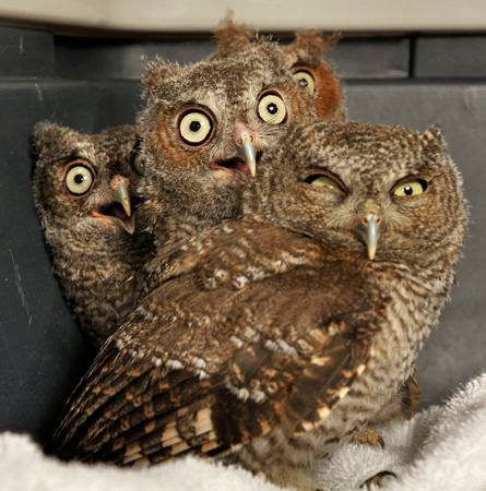 Rescued Baby Screech Owls